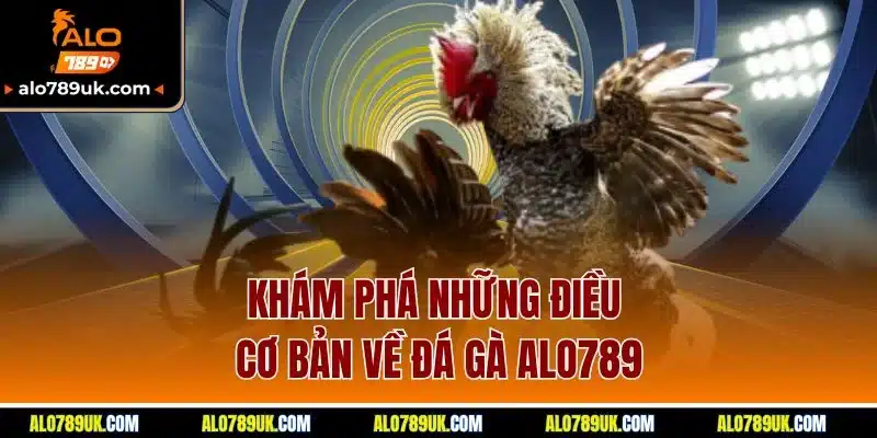 Đá Gà Alo789 1 Khám phá những điều cơ bản về đá gà alo789