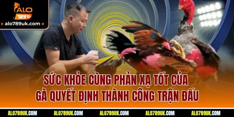 Đá Gà Alo789 5 Sức khỏe cùng phản xạ tốt của gà quyết định thành công trận đấu