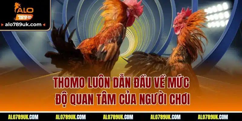 Đá Gà Alo789 2 Thomo luôn dẫn đầu về mức độ quan tâm của người chơi